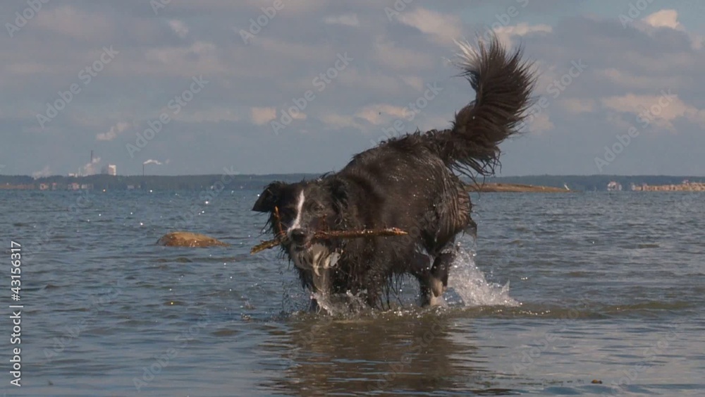 Border Collie