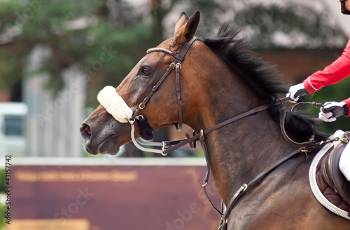 portrait of sportive horse during competition © anakondasp