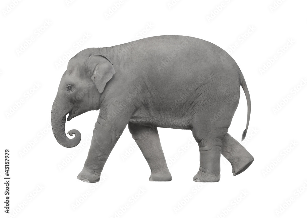 Obraz premium Elephant walking on a white background