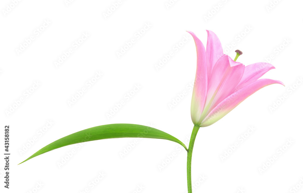 Lily on a white background Lily on a white background
