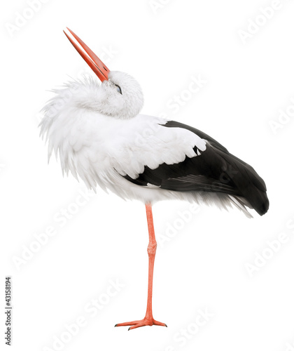 Stork on a white background