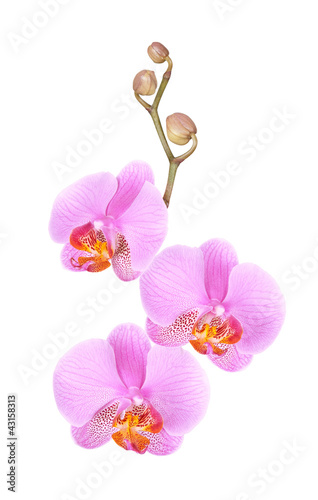flowers orchid on a white background