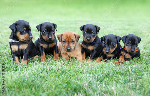 The Miniature Pinscher puppies