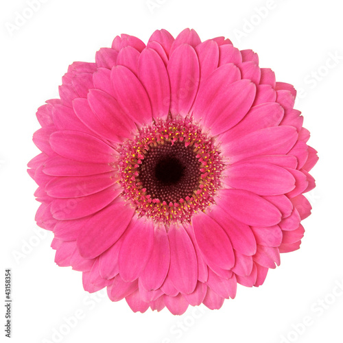 Fotografia, Obraz flower on a white background