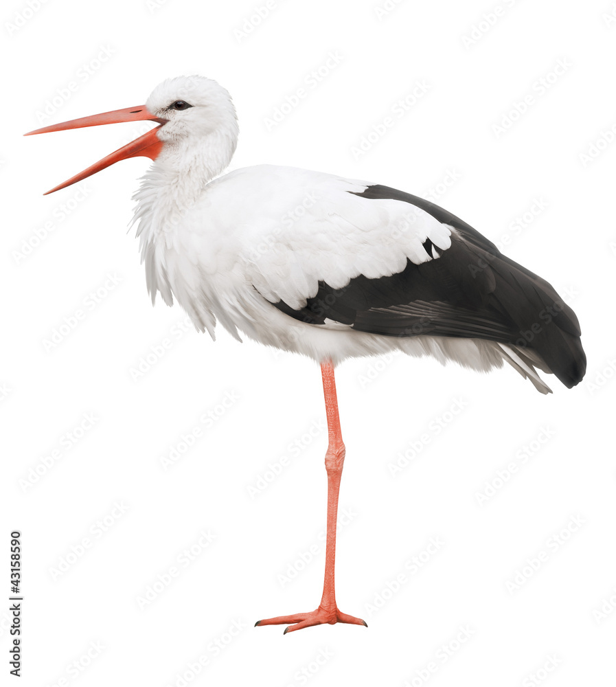 Stork on his long legs and an open beak. Symbol of pregnancy. Stock Photo |  Adobe Stock