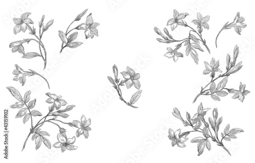 Fototapeta Naklejka Na Ścianę i Meble -  Flowers illustration
