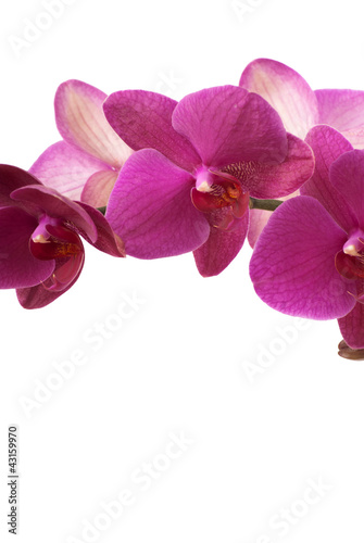 orchids