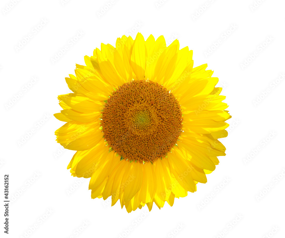 Fototapeta premium The beautiful yellow Sunflower