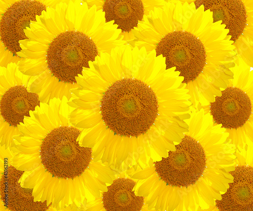 Fototapeta Naklejka Na Ścianę i Meble -  The sunflower nature
