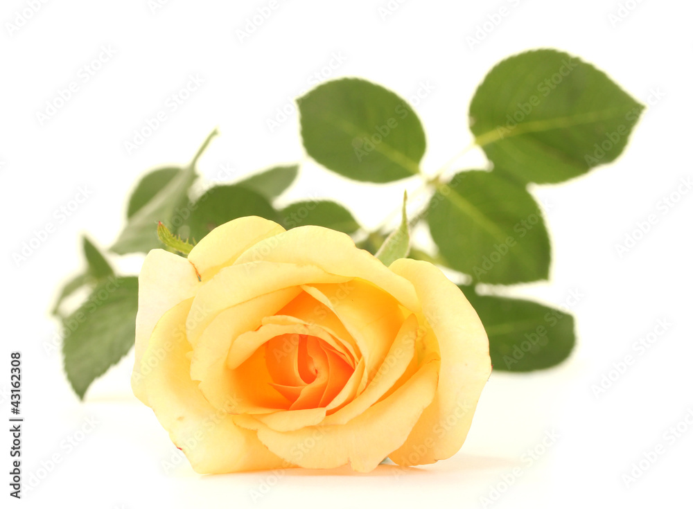 Naklejka premium beautiful rose isolated on white