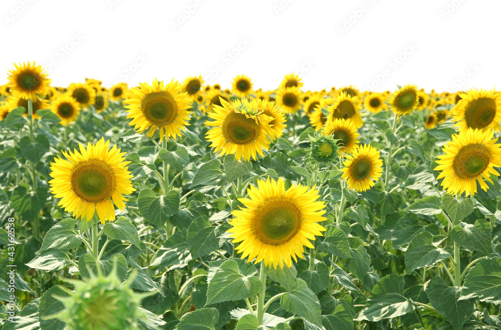 Sunflower field Sunflower field