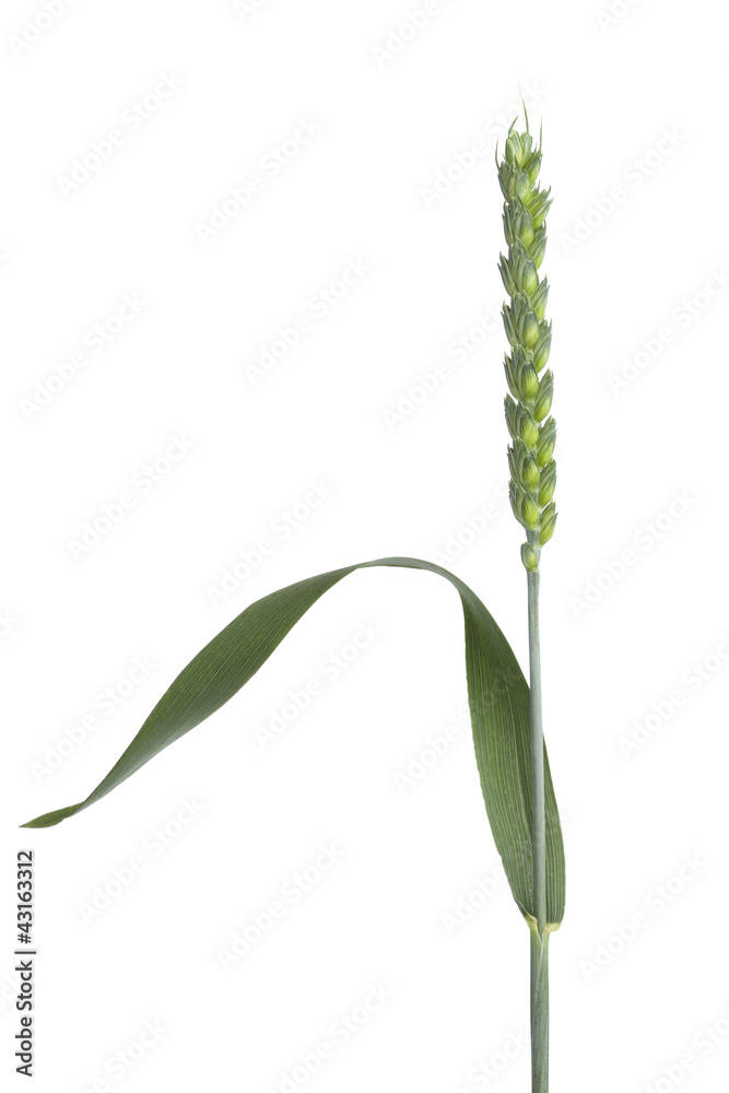 Single fresh organic wheat stalk Single fresh organic wheat stalk