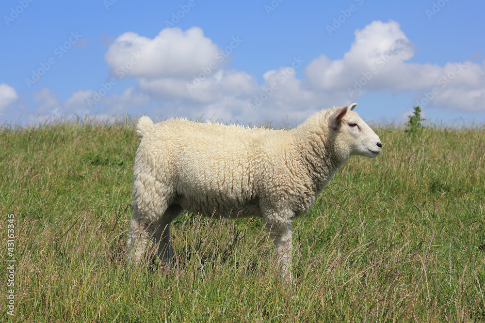 Junges Hausschaf, Ovis orientalis aries Junges Hausschaf, Ovis orientalis aries
