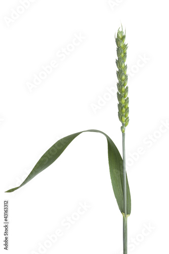 Single fresh organic wheat stalk