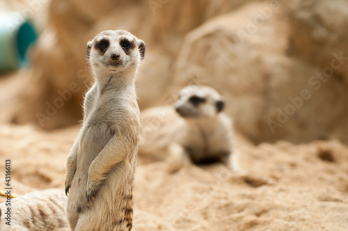 Meerkat position standing watchful guard