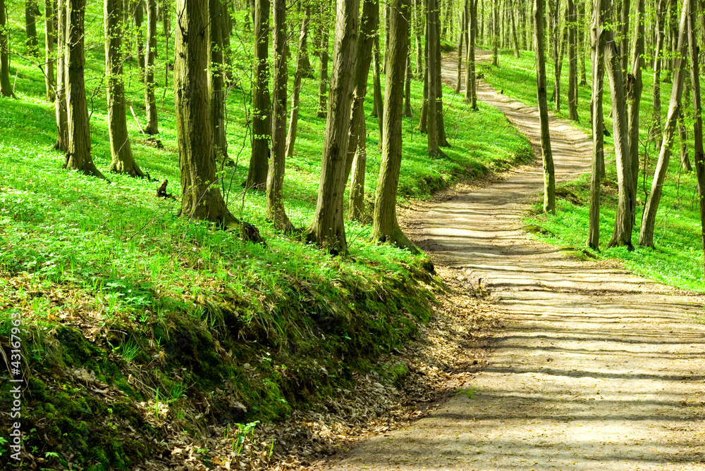 Fototapeta premium forest