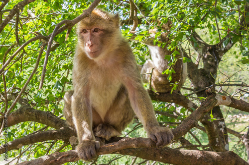 Macaques assis dans les arbres