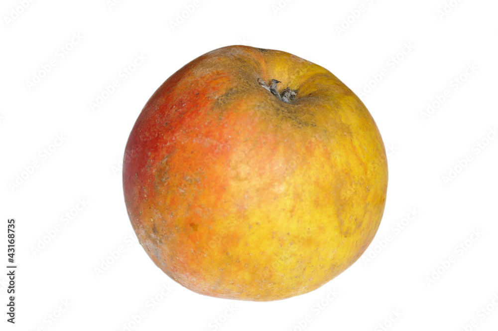 Fototapeta premium Apfel, Boskoop, Malus domestica