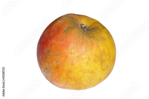 Apfel, Boskoop, Malus domestica photo