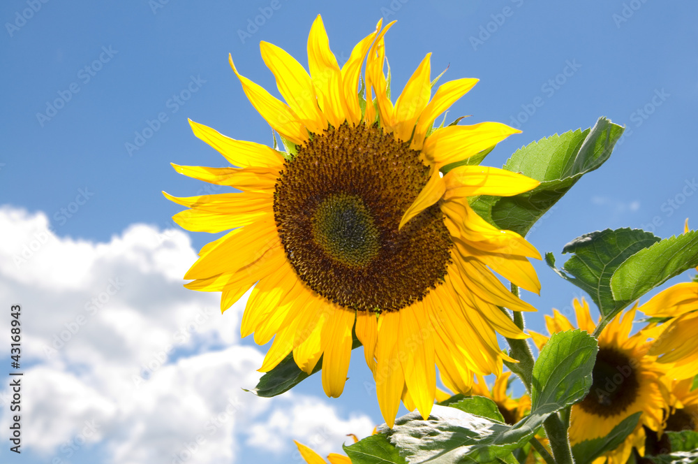 Naklejka premium Sonnenblumen