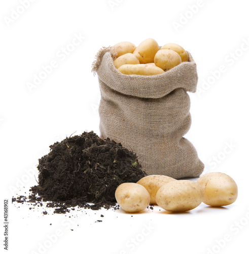 Kartoffel mit Erde