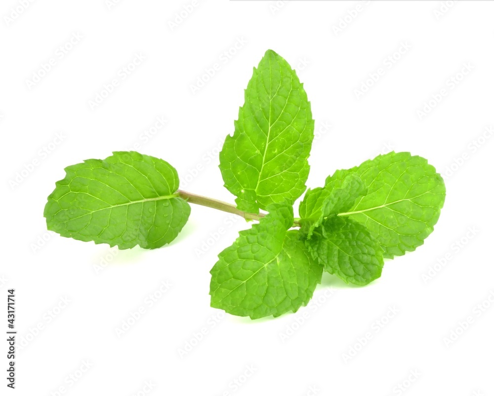 Fresh lemon balm Fresh lemon balm