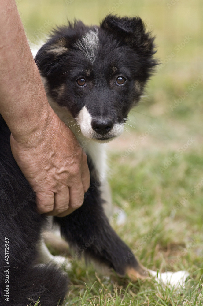 Fototapeta premium chiot border collie