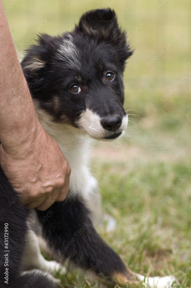 Fototapeta premium chiot border collie