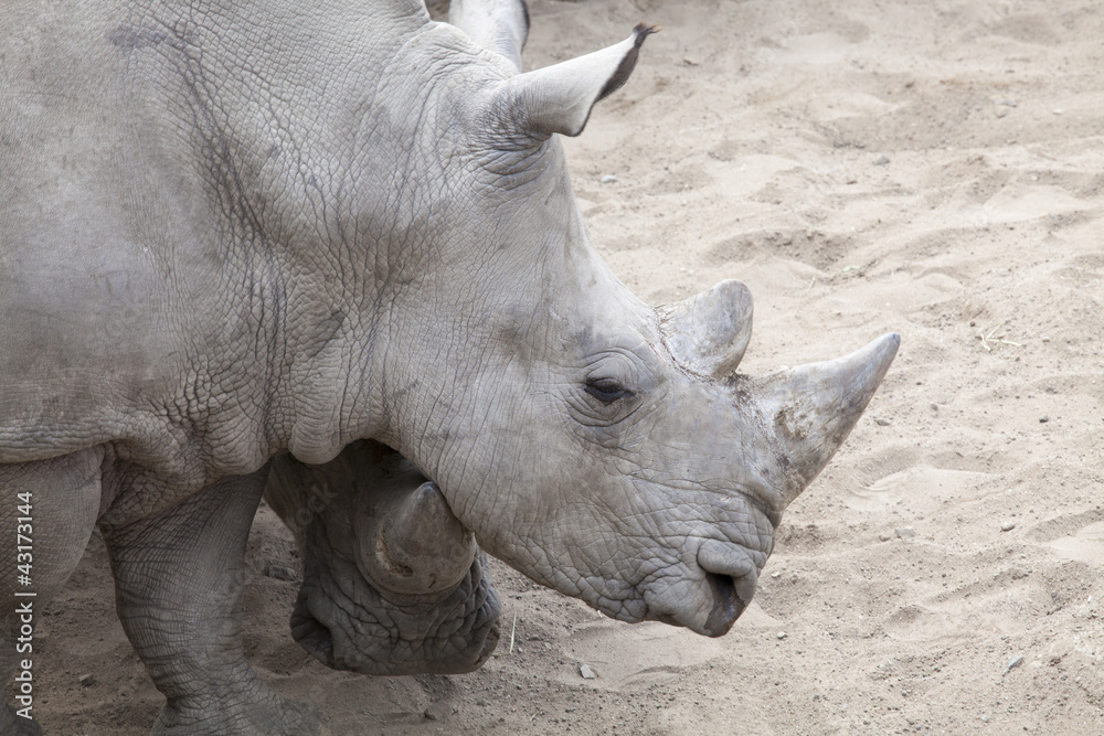 Obraz premium Nashörner
