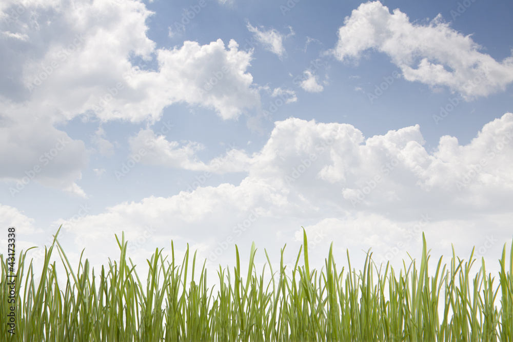 green grass and blue cloudy sky