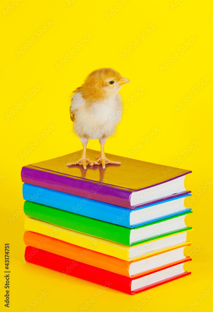Small baby chicken on a stack of books