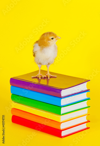 Obraz na płótnie Small baby chicken on a stack of books w salonie