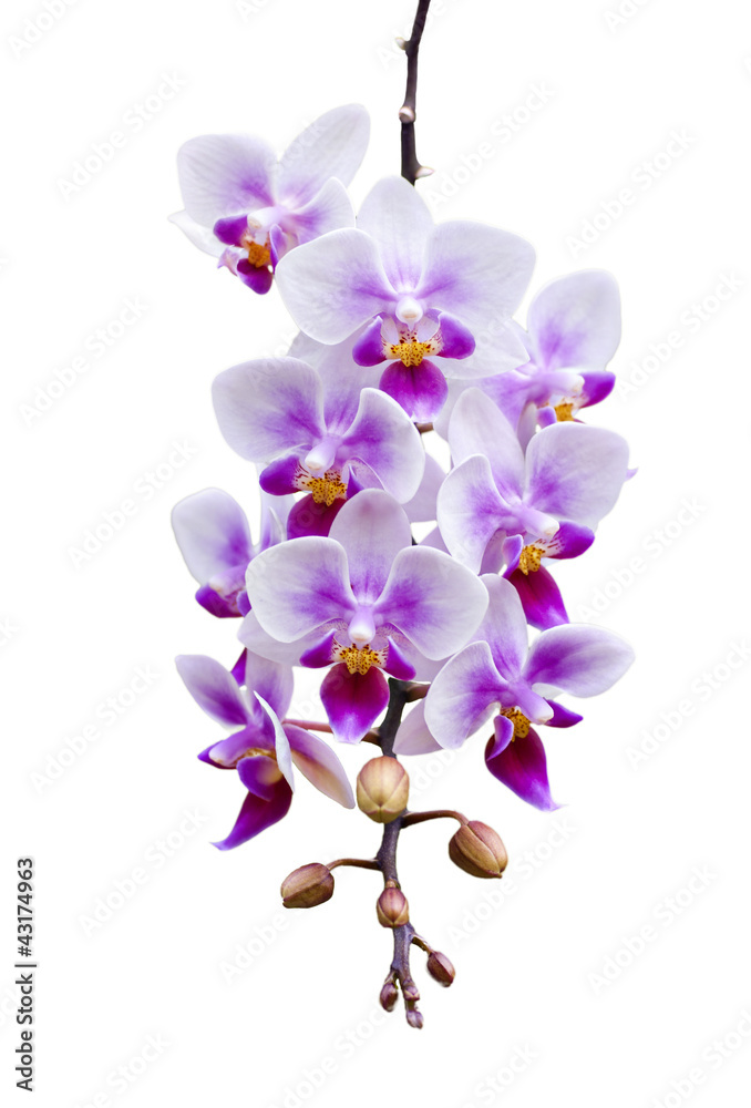 Obraz premium a branch of phalaenopsis orchid on white