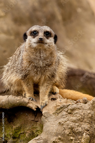 cute meerkat © David He