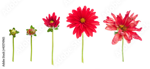 Photo dahlia from bud to dying flower isolated on white