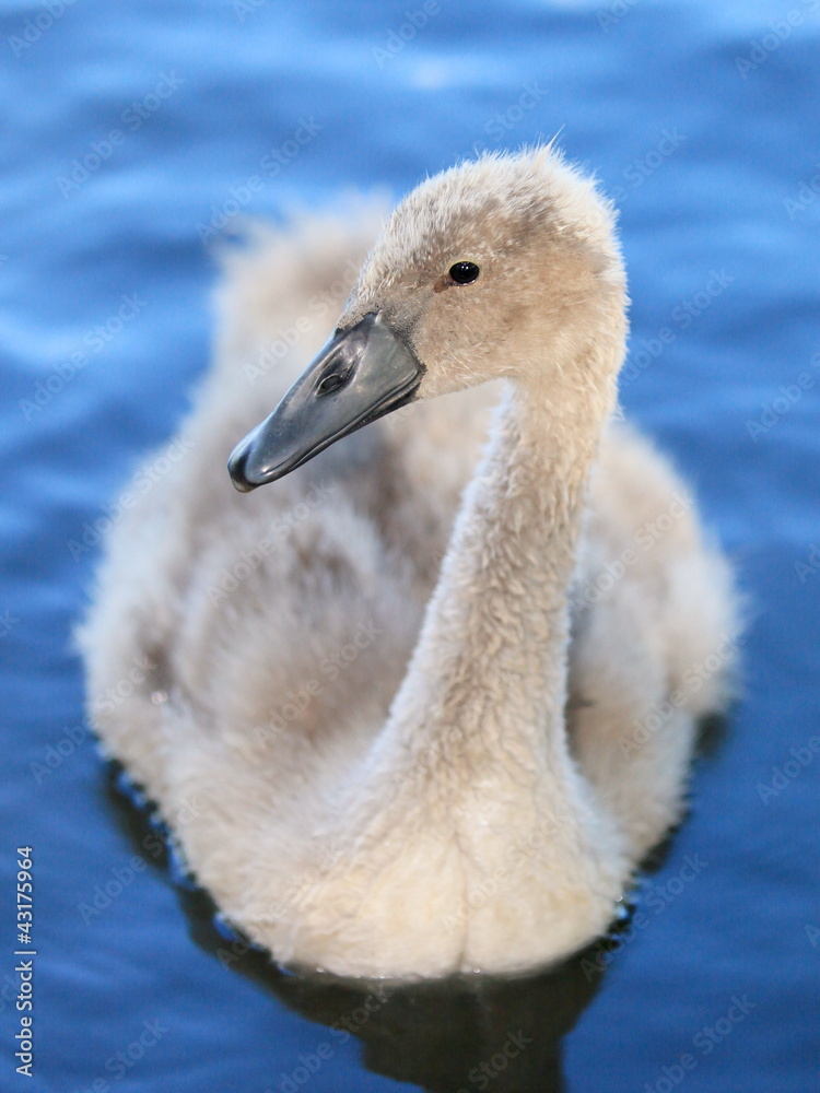 Schwan-17714b1