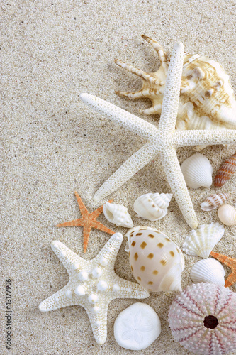 夏 砂浜 貝殻 海星
