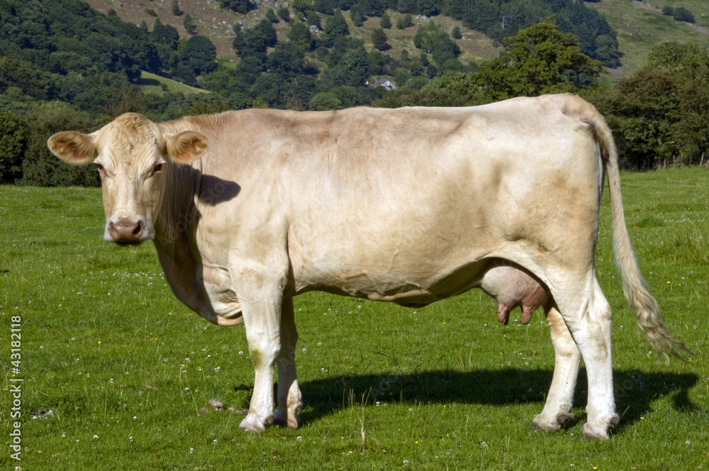 A brown cow side shot in a green field and mountain backdrop.