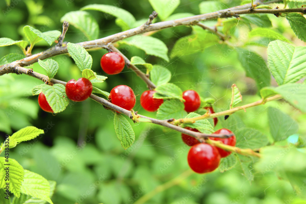 Ripe cherry on branch