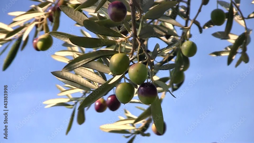 Olive fruits on tree close up