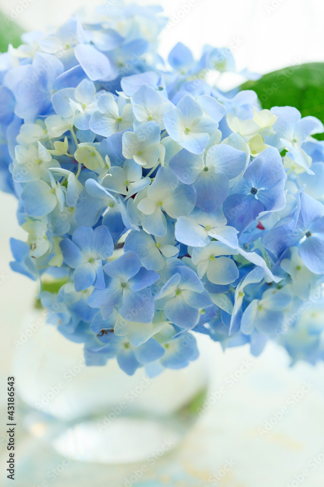 blue flower in vase