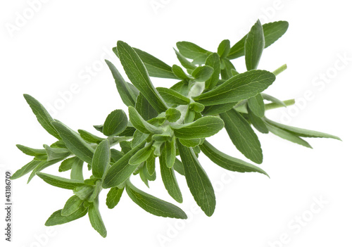 fresh stevia rebaudiana isolated on white background