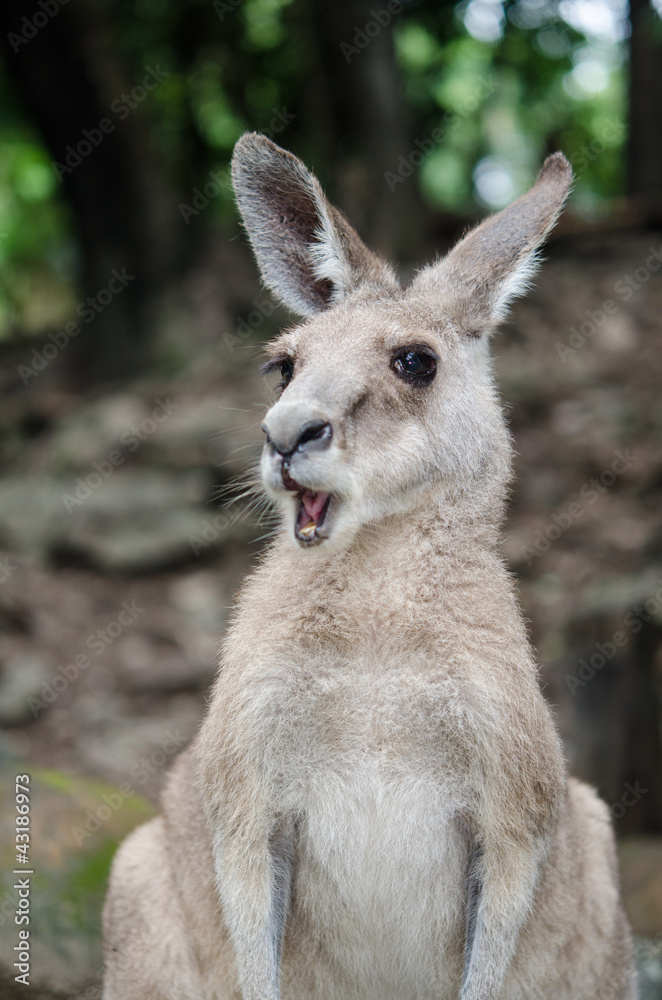 叫ぶカンガルー 叫ぶカンガルー