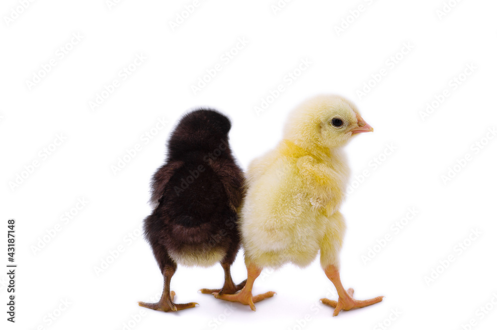 Two cute little chicken