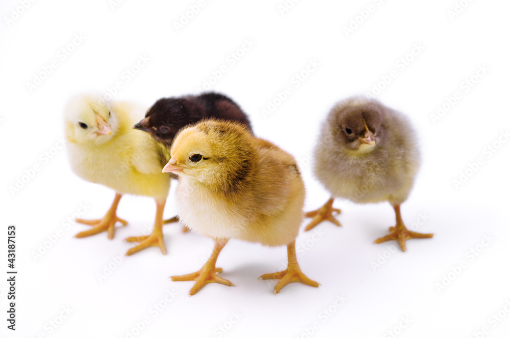 Obraz premium Cute little chicken