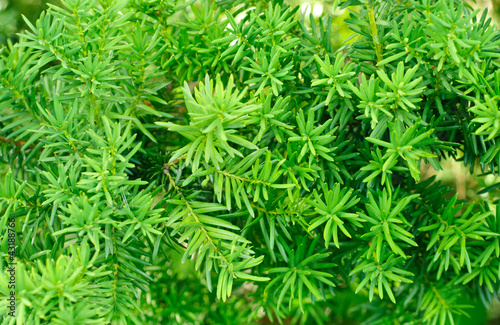 Yew (Taxus baccata)  green leaves  background