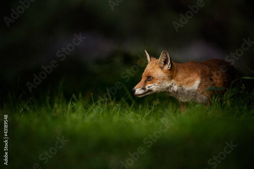 Red Fox