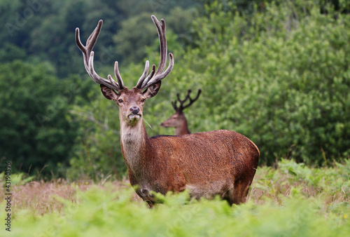 Fototapeta Naklejka Na Ścianę i Meble -  Red Stag Deer  in an English Park