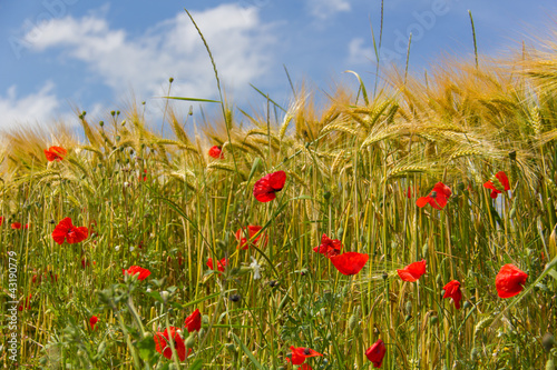 Champs de blé et coquelicots