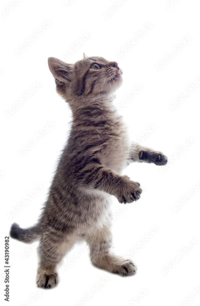 Fototapeta premium kitten on white backgrounds